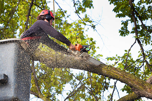 Professional Tree Removal Services in Huntington Bay, NY