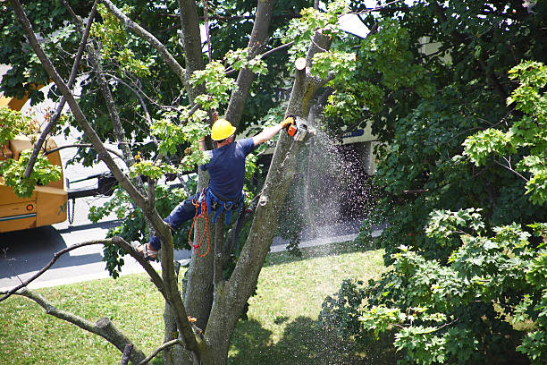 How Our Tree Care Process Works  in  Huntington Bay, NY